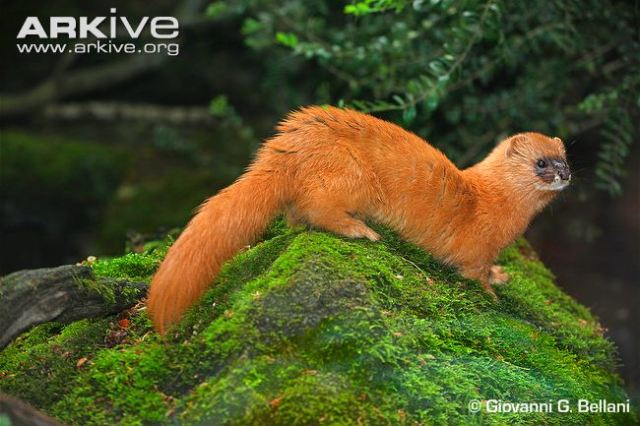 Siberian-weasel